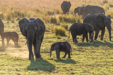 Telephoto shot of a female african Elephant and her calf wading through the banks of the Chobe...