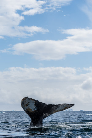 Close-up of the tail of a diving humpback whale -Megaptera novaeangliae. Image taken in the Graham...