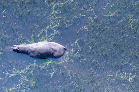 Aerial Telephoto shot of an hippopotamus that is partically submerged in the Okavango Delta Wetlands...