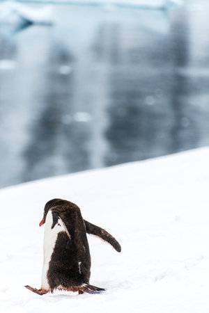 Close-up of a Gentoo Penguin -Pygoscelis papua- walking along a penguin highway in a snowy landscape of the colony at Danco island, on the Antarctic Peninsulaの写真素材