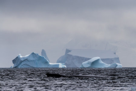 Close-up of the back and dorsal fin of a diving humpback whale -Megaptera novaeangliae. Image taken in the Graham passage, near Charlotte Bay, Antarctic Peninsulaの写真素材