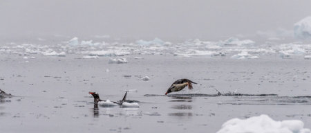 Telephoto of a group of Gentoo Penguins -Pygoscelis papua- jumping and swimming among the Antarctic sea ice. Antarctic Peninsula.の写真素材
