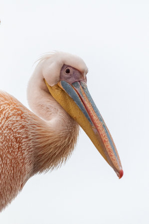 Telephoto shot of a great white pelican -Pelecanus onocrotalus-near Walvis Bay, Namibiaの写真素材