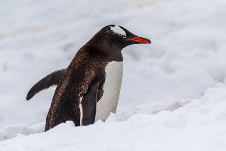 Close-up of a Gentoo Penguin -Pygoscelis papua- walking along a penguin highway in a snowy landscape of the colony at Danco island, on the Antarctic Peninsulaの写真素材