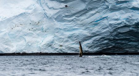 Close-up of the lateral fin of a feeding Humpback Whale -Megaptera novaeangliae - agains the background of a Glacier, near Graham passage and Charlotte Bay on the Antarctic Peninsulaの写真素材