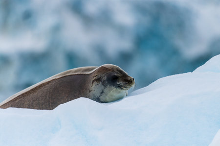 Close-up of a Weddell seal -Leptonychotes weddellii- resting on a small iceberg near Danco Island on the Antarctic peninsulaの写真素材