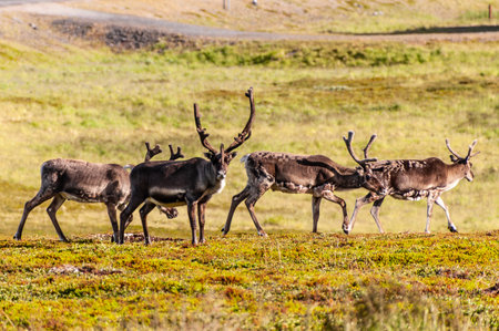 Telephot shot of a group of running reindeer in Northern Norway.の写真素材
