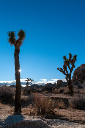 Landscape shot of Joshua tree national park around sunset.の写真素材