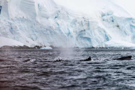 Close-up of the tail of a diving humpback whale -Megaptera novaeangliae. Image taken in the Graham passage, near Charlotte Bay, Antarctic Peninsula.の写真素材