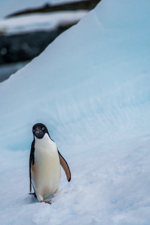 Close-up of an Adelie Penguin - Pygoscelis adeliae- standing on an iceberg, near the fish islands, on the Antarctic Peninsulaの写真素材