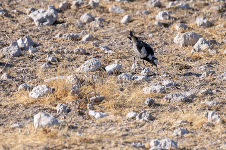 Telephoto shot of a blacksmith lapwing -Vanellus armatus- in Etosha National Park, Namibiaの写真素材
