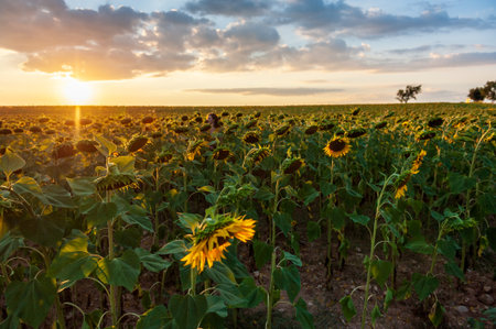 Exterior shot of a field of sunflowers in the french provence, on a beautiful summer evening, around...