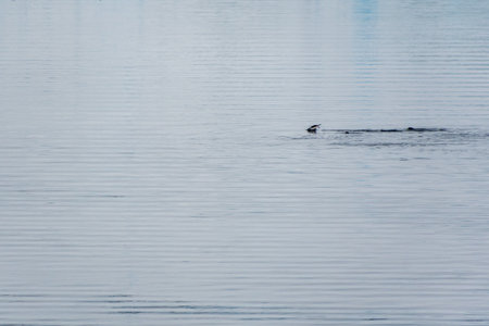 Telephoto of a group of Gentoo Penguins -Pygoscelis papua- jumping and swimming among the Antarctic...