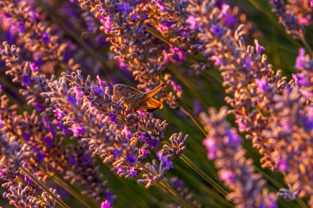 Detail of a cricket in a lavender field in the Southern French Provence, on a sunny summer...