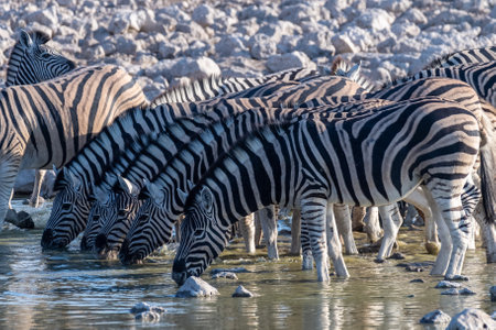 A group of Burchells Plains zebra -Equus quagga burchelli- drinking from a waterhole on the plains of Etosha National Park, Namibia.の写真素材