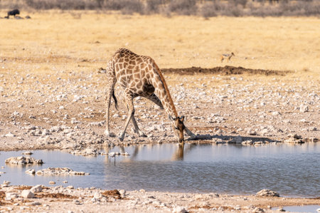 Angolan Giraffes -Giraffa giraffa angolensis- standing drinking from a waterhole in Etosha national park, Namibia.の写真素材