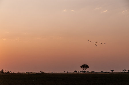 Telephoto of a great white Egret -Ardea alba- in Flight over the Okavango Delta, Botswana.の写真素材