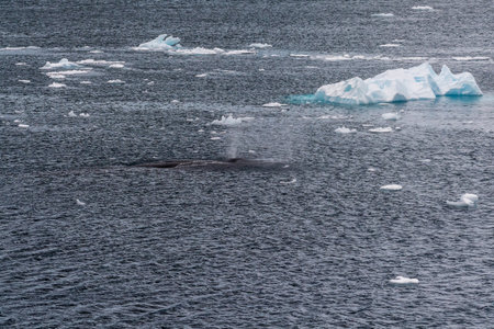Close-up of the back of a diving humpback whale -Megaptera novaeangliae- including the dorsal fin...