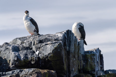 Close-up of an Antarctic Shag -Leucocarbo bransfieldensis- standing on a rock near Mikkelsen Harbour, Trinity Island, on the Antarctic Peninsulaの写真素材