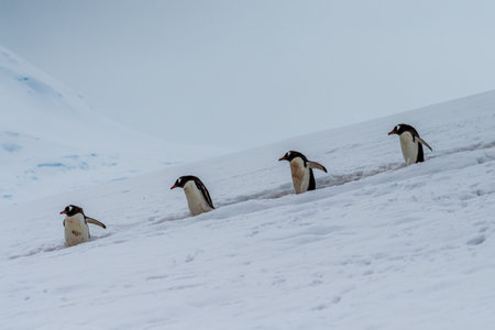 Close-up of a group of Gentoo Penguins -Pygoscelis papua- walking along a penguin highway in a snowy landscape of the colony at Danco island, on the Antarctic Peninsulaの写真素材