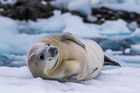 Close-up of a crabeater seal -Lobodon carcinophaga- resting on a small iceberg near the fish islands on the Antarctic peninsulaの写真素材