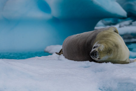 Close-up of a crabeater seal -Lobodon carcinophaga- resting on a small iceberg near the fish islands on the Antarctic peninsulaの写真素材