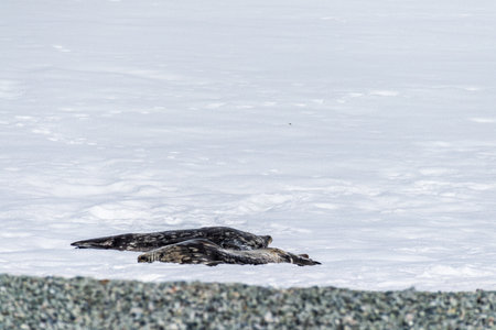 Close-up of a Weddell seal - Leptonychotes weddellii- at Mikkelsen harbour, along the Antarctic peninsulaの写真素材