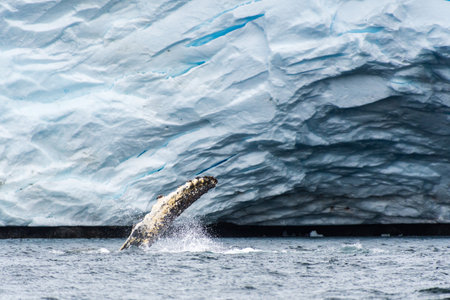 Close-up of the lateral fin of a feeding Humpback Whale -Megaptera novaeangliae - agains the background of a Glacier, near Graham passage and Charlotte Bay on the Antarctic Peninsulaの写真素材