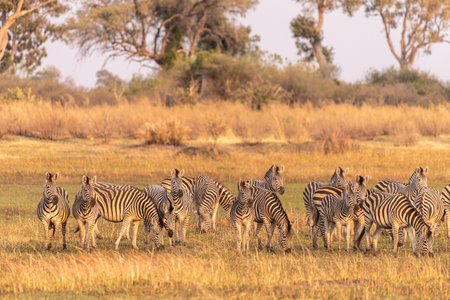 Telephoto shot of a large herd of Burchells Plains zebras, Equus quagga burchelli, running on the dry lands of the Okavango Delta, Botswana.の写真素材