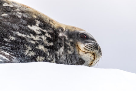 Close-up of a Weddell seal -Leptonychotes weddellii- resting on a small iceberg near Cuverville Island on the Antarctic peninsulaの写真素材