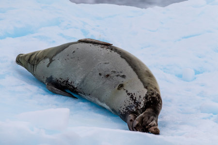 Close-up of a Weddell seal -Leptonychotes weddellii- resting on a small iceberg near Danco Island on the Antarctic peninsulaの写真素材