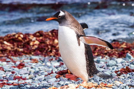 Close-up of a Gentoo Penguin -Pygoscelis papua- standing on the rocky shore of Trinity Island, on the Antarctic Peninsulaの写真素材