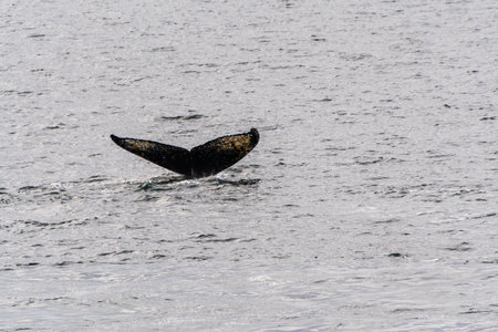 Close-up of the tail of a diving humpback whale -Megaptera novaeangliae. Image taken in the Graham passage, near Charlotte Bay, Antarctic Peninsula.の写真素材