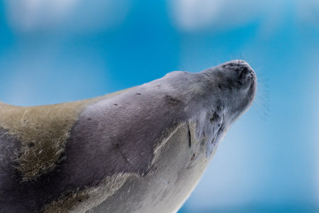 Close-up of a crabeater seal -Lobodon carcinophaga- resting on a small iceberg near the fish islands on the Antarctic peninsulaの写真素材