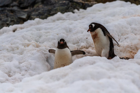 Telephoto shot of two Gentoo Penguins -Pygoscelis papua- walking along a Penguin highway laid out in fresh snow on Cuverville island.の写真素材