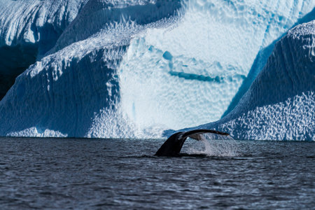 Close-up of the tail of a diving humpback whale -Megaptera novaeangliae. Image taken in the Graham passage, near Charlotte Bay, Antarctic Peninsula.の写真素材