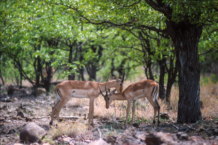 Two impalas grazing in the bushes of Kruger National Park, South Africa.の写真素材