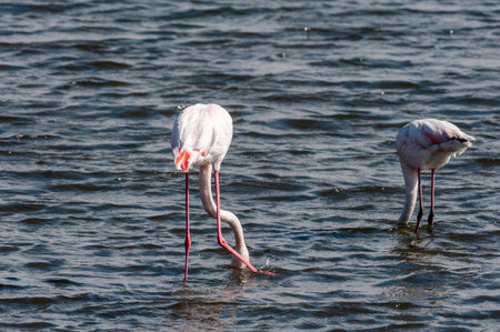 Greater Flamingos - Phoenicopterus roseus- along the shores of Walvis Bay, Namibia.の写真素材