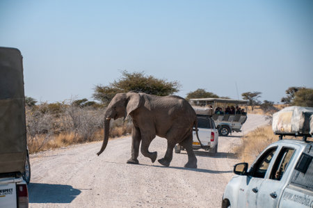 Etosha National Park, Namibia, July 30, 2022. Tourist observing a giant African Elephant -Loxodonta Africana- crossing a dirt road in Etosha.のeditorial素材