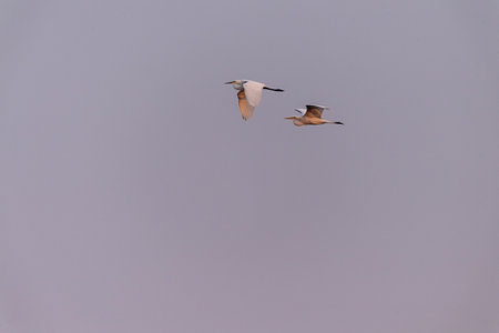 Telephoto of a great white Egret -Ardea alba- in Flight over the Okavango Delta, Botswana.