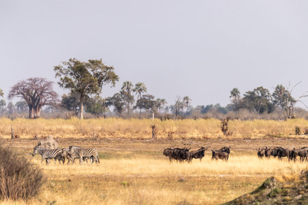 Telephoto shot of a herd of blue wildebeest - Connochaetes taurinus- standing on the Okavango Delta,...