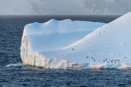 Gentoo Penguins -Pygoscelis papua- standing on a floating iceberg in the Bransfield strait, on the Antarctic Peninsula.の写真素材