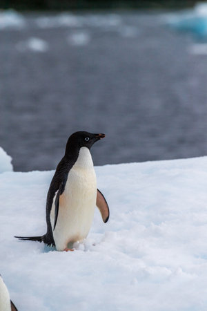 Close-up of an Adelie Penguin - Pygoscelis adeliae- standing on an iceberg, near the fish islands, on the Antarctic Peninsulaの写真素材