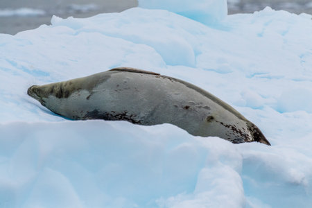 Close-up of a Weddell seal -Leptonychotes weddellii- resting on a small iceberg near Danco Island on the Antarctic peninsulaの写真素材
