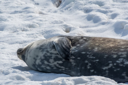 Close-up of a Weddell seal - Leptonychotes weddellii- at Mikkelsen harbour, along the Antarctic peninsulaの写真素材