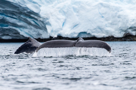Close-up of the tail of a diving humpback whale -Megaptera novaeangliae. Image taken in the Graham...