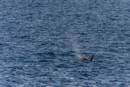 Close-up of a killer whale, Orcinus orca, swimming in the waters of the Antarctic peninsula, near...
