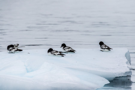 Close-up of a group of Cape Petrels - Daption capense- resting on an iceberg near Danco Island, on...