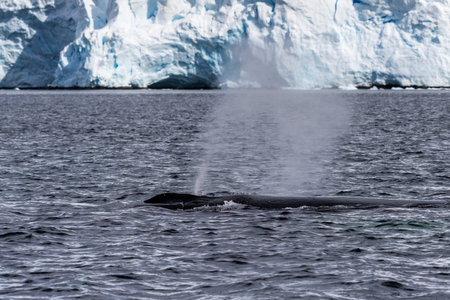 Close-up of the back of a diving humpback whale -Megaptera novaeangliae- including the dorsal fin...