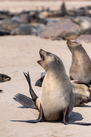 Cape Fur Seals - Arctocephalus pusillus- on the beach of Cape Cross Seal colony, along the skeleton coast of Namibiaの写真素材